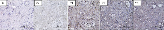 Astaxanthin improves hematology, interleukin-6, and tumor necrosis factor-α in the albino rats' kidney model of dexamethasone toxicity.
