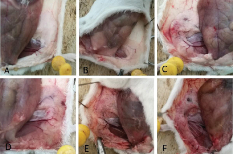 Evaluation of the therapeutic effect of a fly maggot antimicrobial peptide in a <i>Staphylococcus aureus</i>-induced mouse mastitis model.