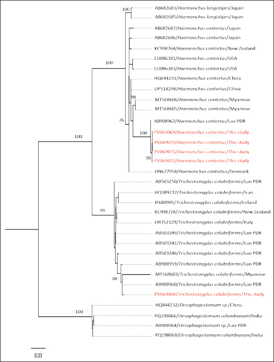 Gastrointestinal parasite infection and the first molecular detection of strongyle infection in cattle of the Ayeyarwaddy Division, Myanmar.
