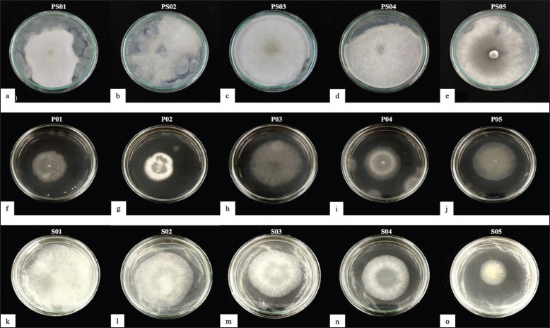 Isolation and identification of local white-rot fungi from West Sumatra and their potential for biodelignification of ruminant feed.