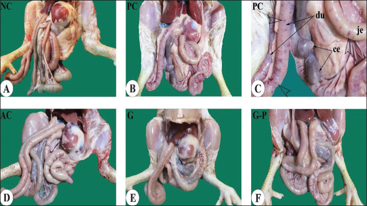 Synergistic effects of garlic powder and probiotics on production and growth performance parameters in broiler challenged with coccidia.