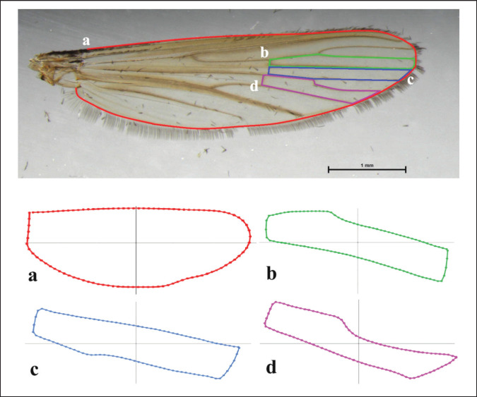 Taxonomic signal in the wing cells of <i>Lutzia mosquitoes</i> (Diptera: Culicidae) in Thailand: An outline-based geometric morphometric approach.