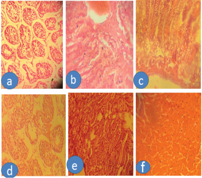Effects of grind carob seeds supplementation in the diet of domestic male rabbits, injected with alloxan, on some productive, physiological, and histological traits.