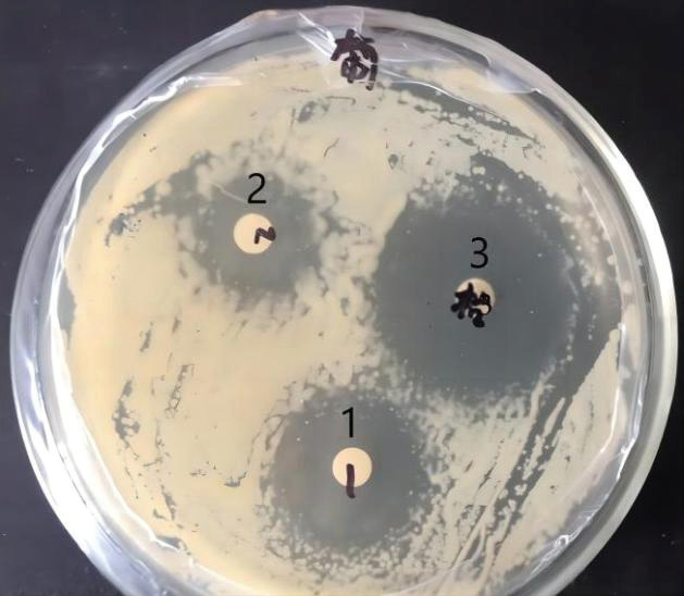 Evaluation of the therapeutic effect of a fly maggot antimicrobial peptide in a <i>Staphylococcus aureus</i>-induced mouse mastitis model.