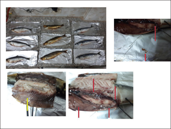 Occurrence of <i>Anisakis</i> spp. in fish and fish products in Egyptian markets.