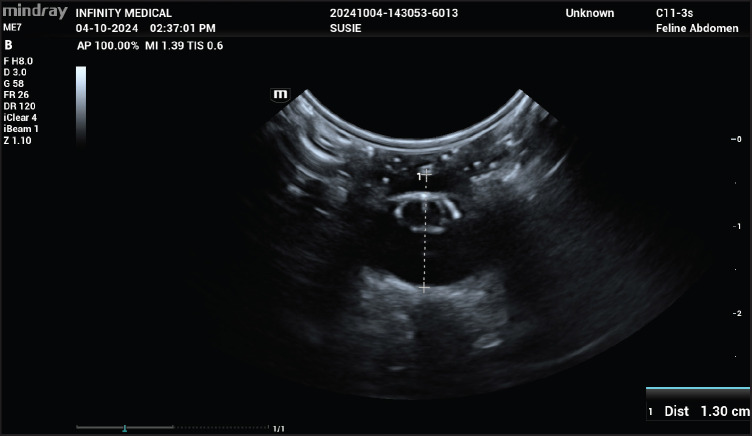 Keratometry, biometry, and intraocular lens power calculation in Bornean sun bears (<i>Helarctos malayanus euryspilus</i>).