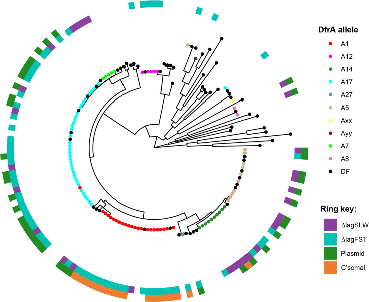 Trimethoprim resistance in <i>Escherichia coli</i> exhibits an allele-specific growth advantage.