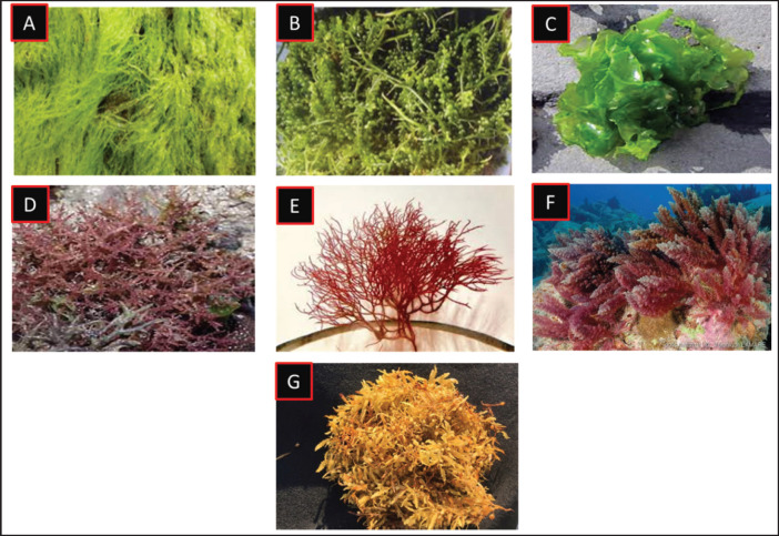 Occurrences, distributions, and bioactive compounds of marine seaweeds in the southeast coasts of Bangladesh.