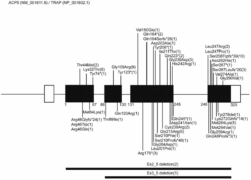 Spondyloenchondrodysplasia: An enigmatic immuno-osseus type I interferonopathy.
