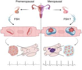 Follicle-stimulating hormone promotes atrial fibrosis in menopausal women with atrial fibrillation