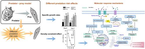 Prey adopt similar adaptive strategies with different molecular response mechanisms: How do ciliates respond to different predation risk cues?