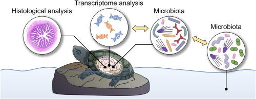Combined intestinal transcriptome and microbiome profiling highlights microbiota involved in growth and immunity of the Reeves’ turtle (Mauremys reevesii)