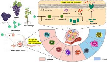 Pterostilbene induces pyroptosis in mouse breast cancer cells through the caspase-3/Gasdermin E signaling pathway and reshapes the tumor immune microenvironment