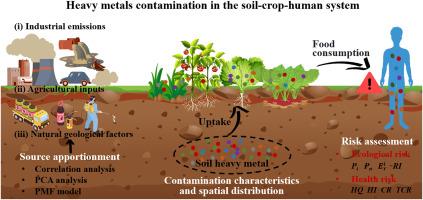 Contamination characteristics, source apportionment, and risk assessment of heavy metals and metalloids in the soil-crop-human system within the typical high geological background region of the Yangtze River Delta