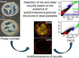 Morphological and autofluorescence assessment of oocysts differentiate live from dead coccidian parasites