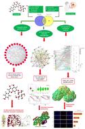 From silico to benchtop: cosmosiin as a PD-1/PDL-1 immune checkpoint inhibitor revealed through DFT, network pharmacology analysis, and molecular docking integrated experimental verification