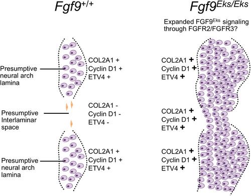 Cervical vertebrae fusion in elbow knee synostosis (Eks)-mutant mice with fibroblast growth factor 9 N143T mutation