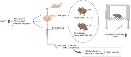 ASIC1a-associated mechanical hypersensitivity in the GlaKO Fabry disease mouse model