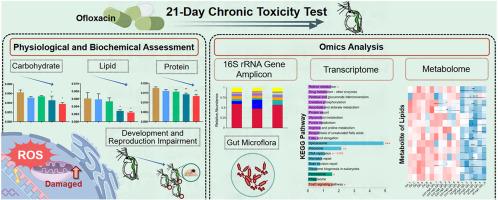 Mechanisms underlying the chronic toxicity of ofloxacin to Daphnia magna: Oxidative stress, mitochondrial dysfunction, and energy allocation