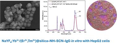 SCN–IgG functionalized NaYF4:Yb3+/(Er3+,Tm3+) upconversion nanoparticles for targeted fluorescence imaging of liver cancer cells