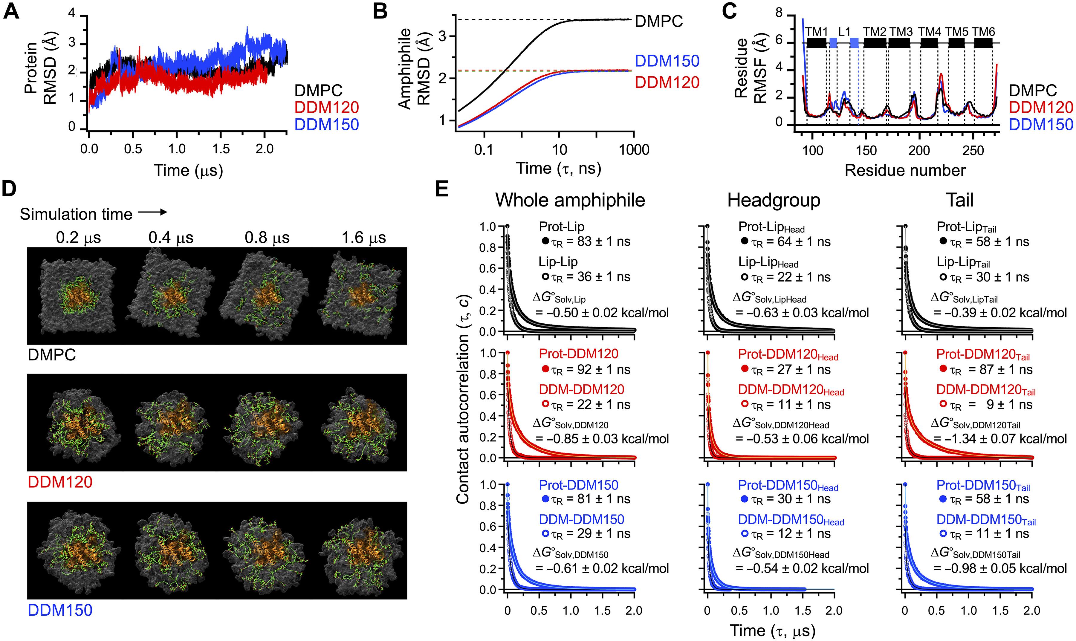 The lipid bilayer strengthens the cooperative network of membrane proteins