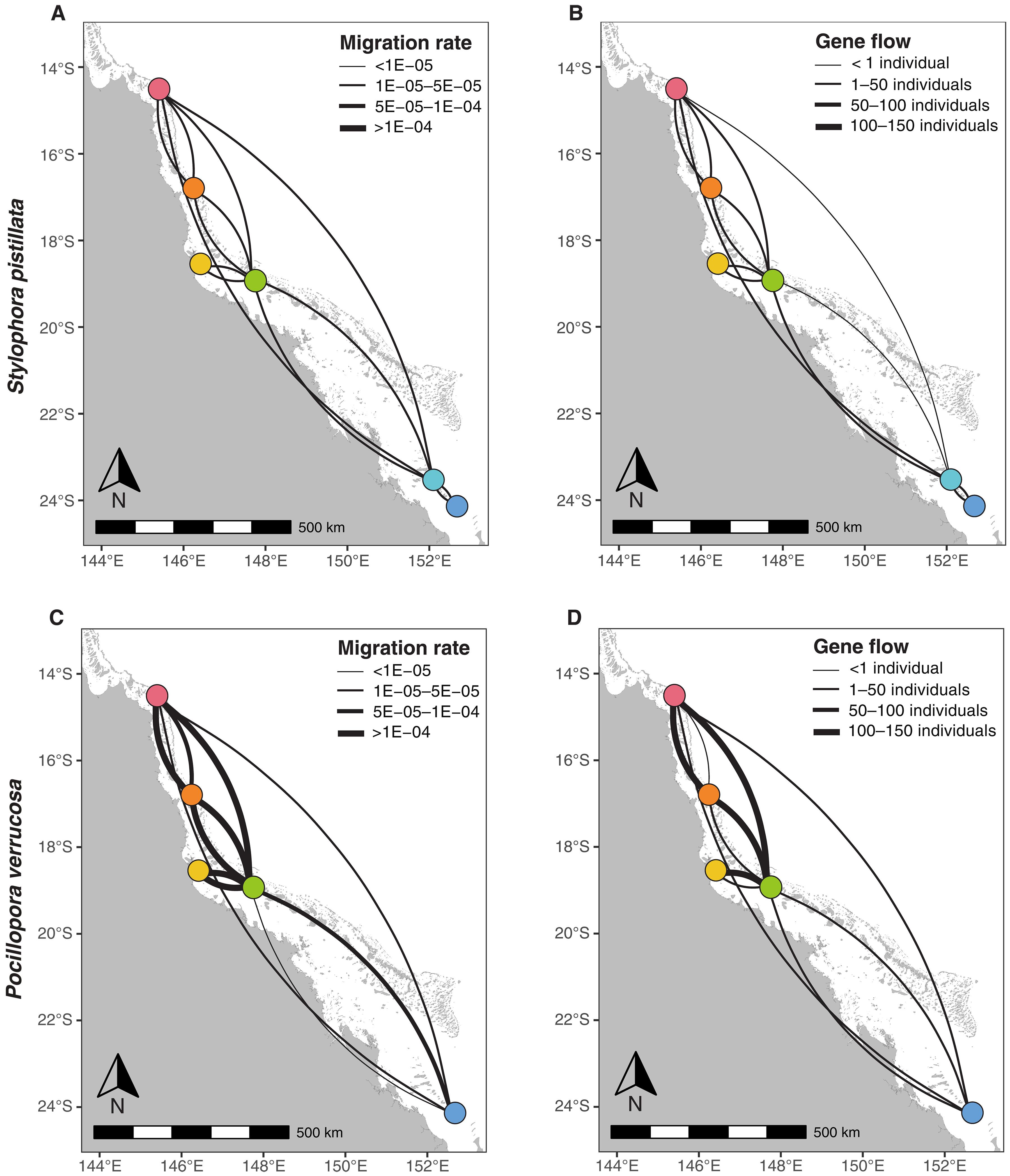 Connectivity differs by orders of magnitude among co-distributed corals, affecting spatial scales of eco-evolutionary processes
