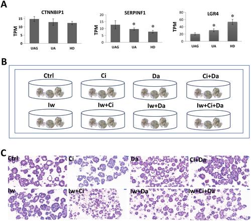 Adaptive 3D Self-Assembly of Colorectal Cancer Cells With Unchanged Tumor Phenotype and Drug Sensitivity