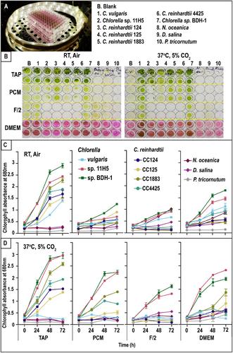 Co-Cultivation With New Glucose-Sparing Chlorella Algae Boosts Tissue Culture Efficiency by Reducing Cell Waste