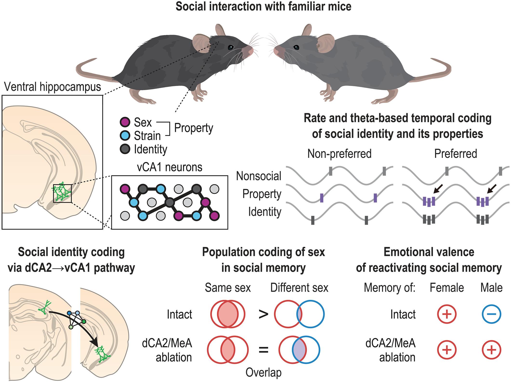 Representation of sex-specific social memory in ventral CA1 neurons