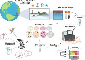 The untapped fungal diversity of the Saint Peter and Saint Paul Archipelago, Mid-Atlantic Ridge, Brazil