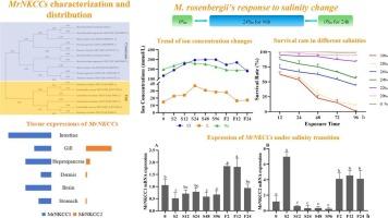 Cloning of the Na+-K+-2Cl−(NKCC) transporter in Macrobrachium rosenbergii and its role in osmoregulation