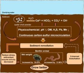 Synergistic physicochemical-microbial coupling of ultrafine oyster shell powder for enhanced sediment remediation