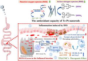 RONS clearing TePt @ sodium carboxymethyl cellulose nanozymes for chronic enteritis therapy