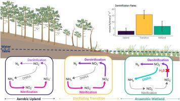 Nitrate reduction across soils transitioning from coastal forest to wetland are hotspots for denitrification