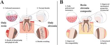 Multifunctional resin-matrix ceramic: synergistic mechanical–biological optimization and novel strategies for translational research