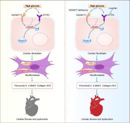 ADAM17 knockdown is more effective than AT1R blocker in alleviating diabetic cardiomyopathy through downregulating the RhoA-ROCK1 pathway