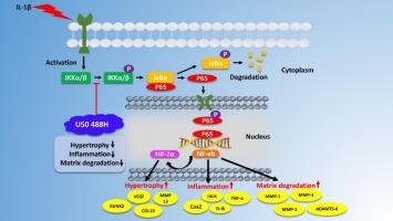U50 488H KOR agonist reduces cartilage degradation, chondrocyte hypertrophy and bone loss in osteoarthritis