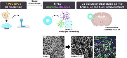 3D bioprinted neural progenitor cell constructs for enhancing ex vivo brain integration and neuron-astrocyte differentiation