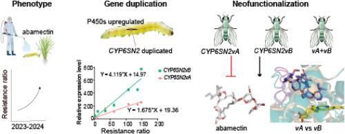 Adaptive neofunctionalization of ancestral CYP6SN2vB following duplication contributes to abamectin resistance in Chilo suppressalis Walker