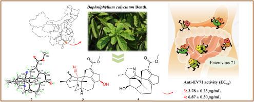 Cyano-containing Daphniphyllum alkaloids with antienteroviral activity from the leaves and stems of Daphniphyllum calycinum Benth