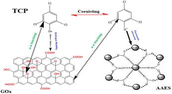 Sustainable and eco-friendly removal of 2,4,6-tricholorophenol from water using an acid-activated bio-waste/graphene oxide composite