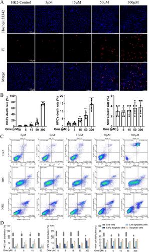 Potential Kidney Risks Associated With Clinical Doses of Omeprazole: In Vivo and In Vitro Studies