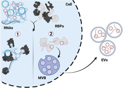 Defining the Parameters for Sorting of RNA Cargo Into Extracellular Vesicles