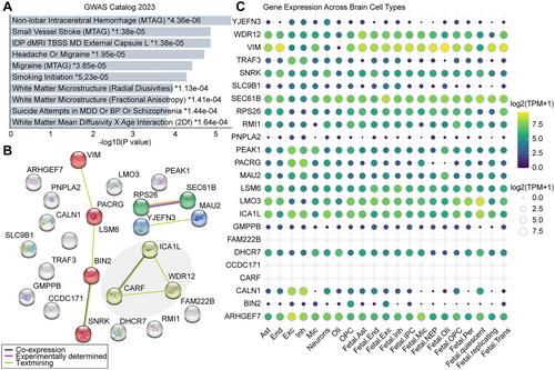 Integrating Genetic and Single-Cell Genomic Data to Reveal Brain Cell-Specific Regulation of Attention-Deficit/Hyperactivity Disorder Risk in the Prefrontal Cortex