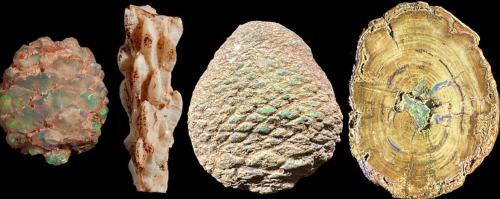 An opalised mid-Cretaceous flora from the Griman Creek Formation at lightning ridge, eastern Australia