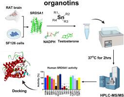 Organotins as inhibitors targeting human and rat steroid 5α-reductase 1: structure-activity relationship and docking analysis