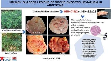 Urinary bladder lesions of bovine enzootic hematuria in Argentina