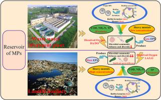 Response to microplastics exposure and changes in system performance: a stark contrast between domestic sewage and landfill leachate