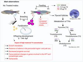 Maternal thyroid hormones affect zebrafish embryo development