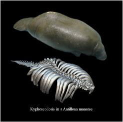 Thoracolumbar kyphoscoliosis in a captive geriatric Antillean manatee (Trichechus manatus manatus)